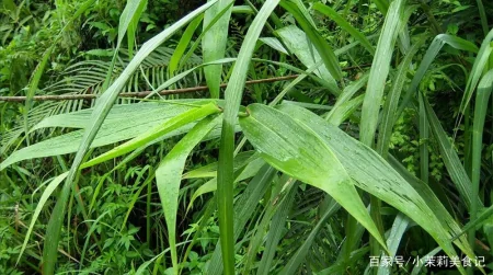 端午节，农村常见的15种“树叶”都能包粽子，味道清新，涨知识了-怎样用一片叶子包粽子